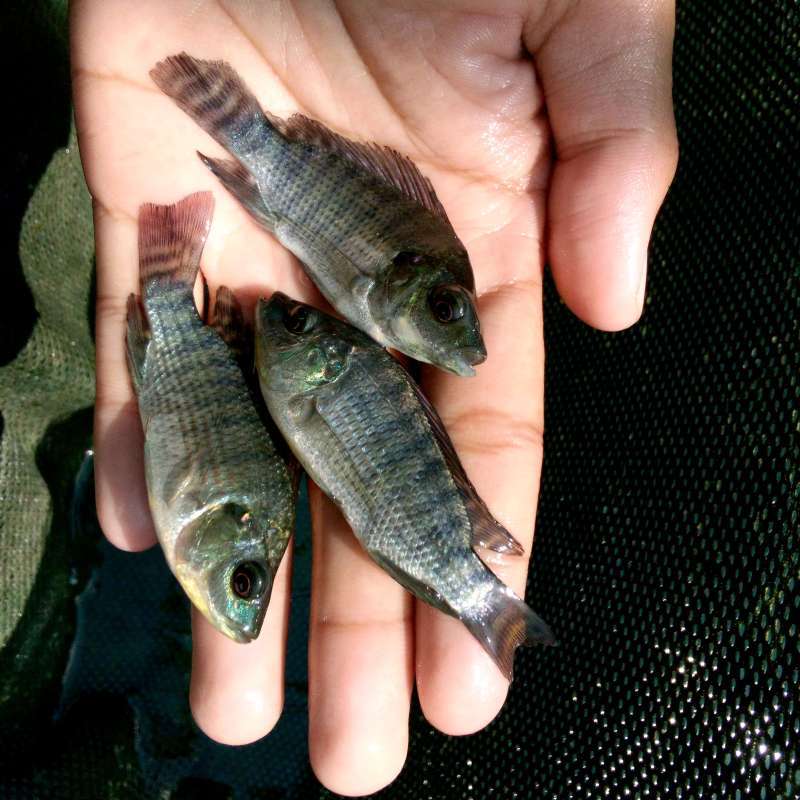 Bibit Ikan Nila Hitam