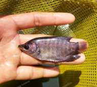 Bibit Ikan Gurami