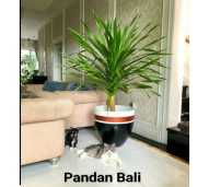 Tanaman Hias Pandan Bali