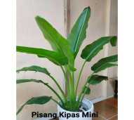 Tanaman Hias Palm Kipas Mini