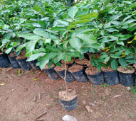 bibit rambutan binjai