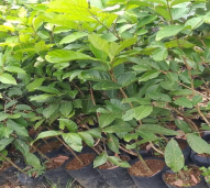 bibit rambutan rapiah