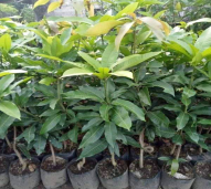 bibit mangga manalagi