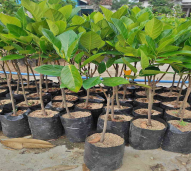 bibit nangka madu