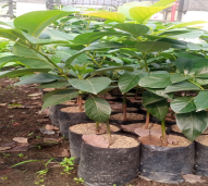bibit alpukat
