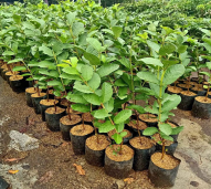 bibit jambu kristal