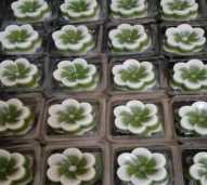 Kue Lapis