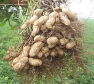 Benih Kacang Tanah