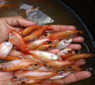 Bibit Ikan Nila Merah