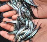 Bibit Ikan Patin