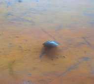 Topi Klep