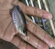 Bibit Ikan Nila Hitam