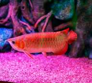 Induk Ikan Arwana Super Red