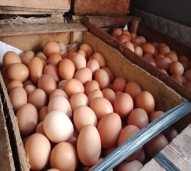Telur Ayam