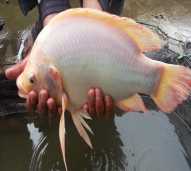 Calon Induk Ikan Nila