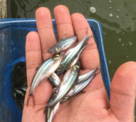 Bibit Ikan Patin