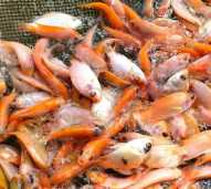 Bibit ikan mas ukuran 3-5cm